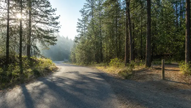 A narrow rural road curving through tall pines toward a dirt pullout with a wooden trail post, in low morning sun